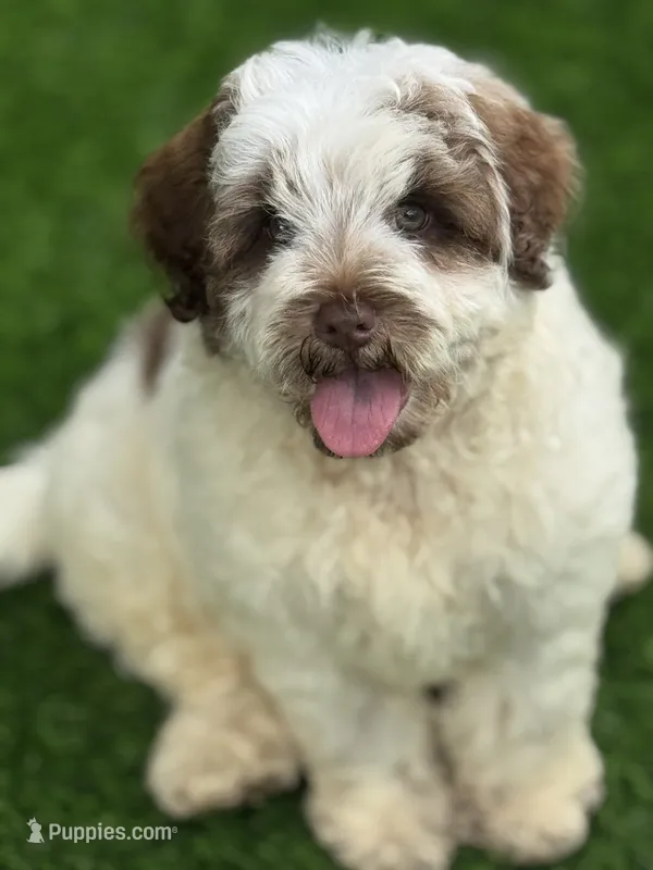 Hershey – Chow Chow, Poodle - Miniature  puppy for sale in Tampa, FL