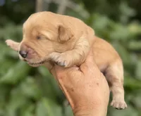Scout, mini Chowdoodle from DoDo parents, a male Chow Chow and Poodle - Miniature  for sale in Tampa, FL – 8 of 8