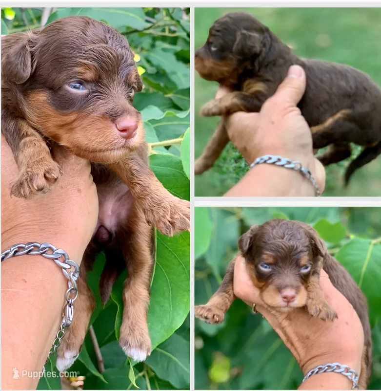 Mocha – Miniature Aussiedoodle puppy for sale in Tampa, FL