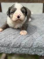 Shania  Blue eyes, a female Miniature Aussiedoodle for sale in Ruskin, FL – 5 of 9