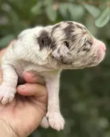 Truffle. “ regular size” chocolate Merle, a male Cockapoo for sale in Tampa, FL – 2 of 10