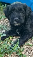 Pink, a female Cockapoo for sale in Tampa, FL – Photo 3 of 4