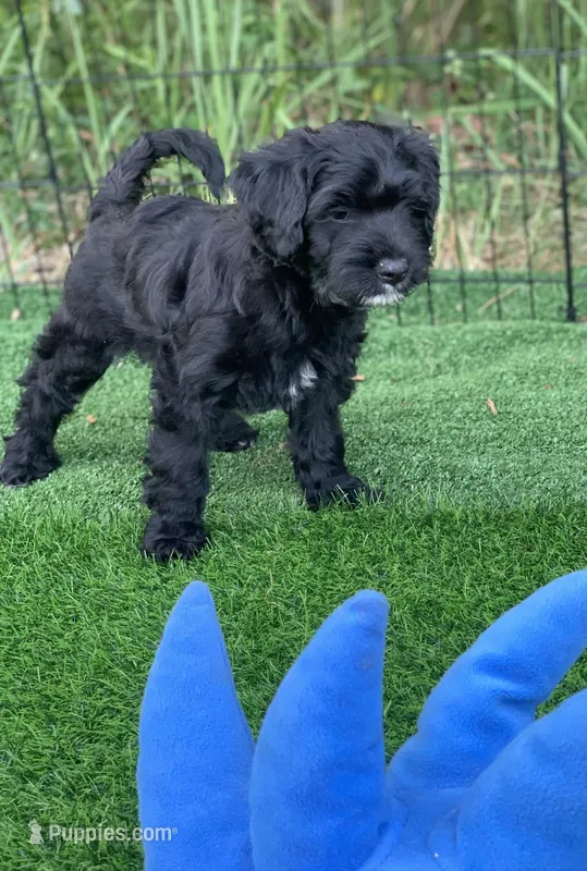 Pink – Cockapoo puppy for sale in Tampa, FL