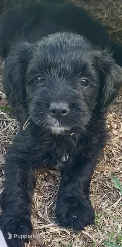 Pink – Cockapoo puppy for sale in Tampa, FL