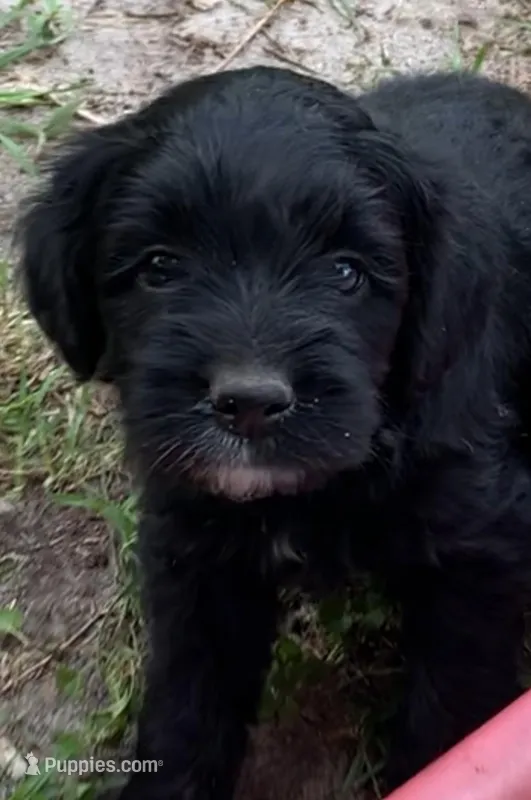 Pink – Cockapoo puppy for sale in Tampa, FL