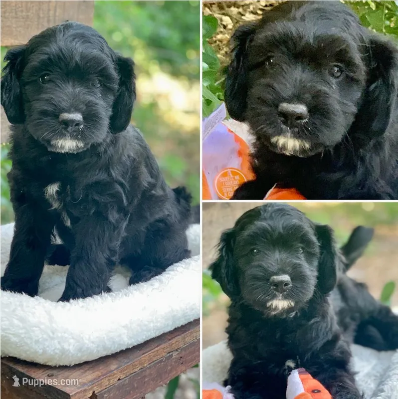 Pink – Cockapoo puppy for sale in Tampa, FL