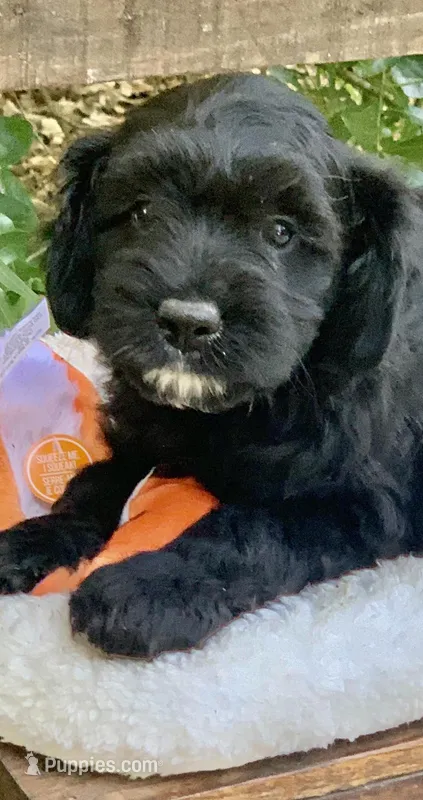 Pink – Cockapoo puppy for sale in Tampa, FL