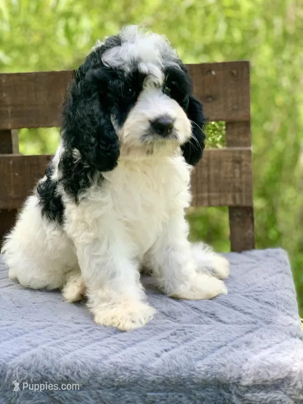Mini Cockapoo – Cockapoo puppy for sale in Tampa, FL