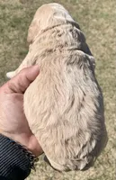 Mini Cockapoo , a male Cockapoo for sale in Tampa, FL – Photo 5 of 6