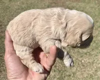 Mini Cockapoo , a male Cockapoo for sale in Tampa, FL – Photo 3 of 6