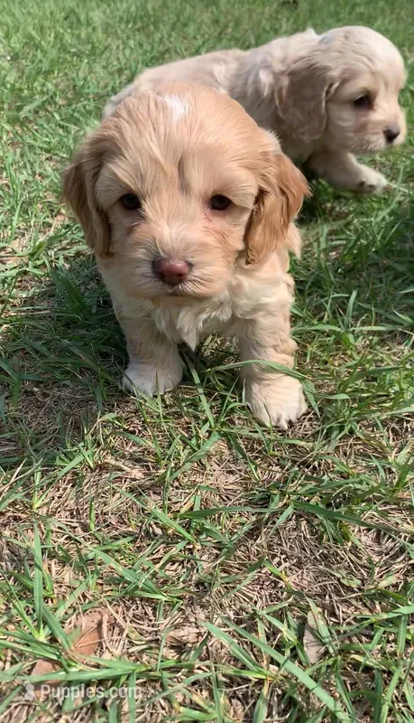 Mini Cockapoo  – Cockapoo puppy for sale in Tampa, FL