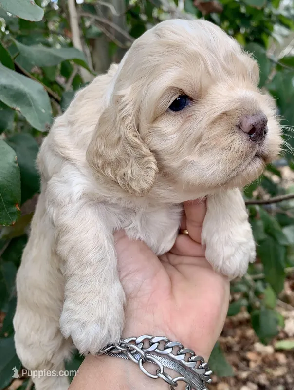 Mini Cockapoo 