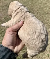 Mini Cockapoo , a male Cockapoo for sale in Tampa, FL – Photo 6 of 6