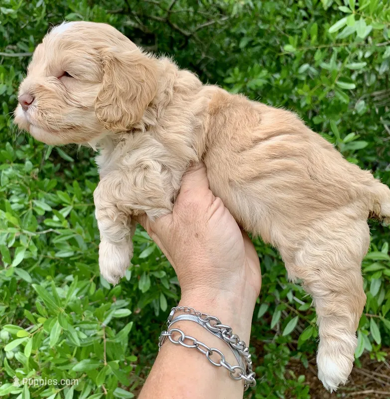 Mini Cockapoo  – Cockapoo puppy for sale in Tampa, FL