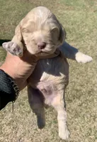 Mini Cockapoo , a male Cockapoo for sale in Tampa, FL – Photo 4 of 6