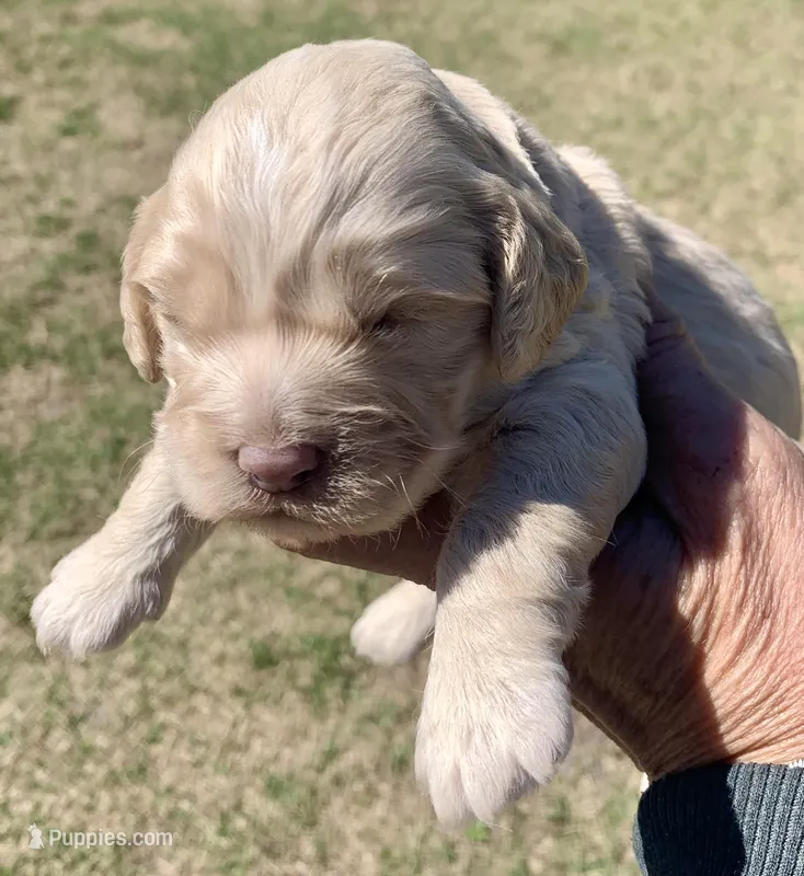 Mini Cockapoo 