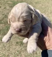 Mini Cockapoo , a male Cockapoo for sale in Tampa, FL – Photo 1 of 6