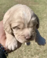 Mini Cockapoo , a male Cockapoo for sale in Tampa, FL – Photo 2 of 6
