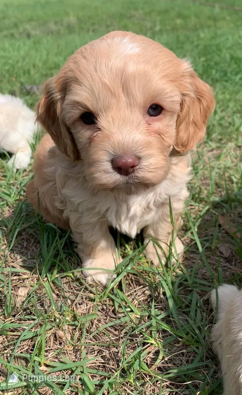 Mini Cockapoo  – Cockapoo puppy for sale in Tampa, FL