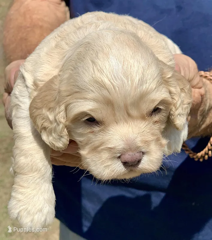 Mini Cockapoo 