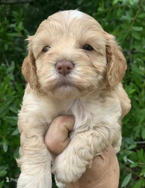 Mini Cockapoo  – Cockapoo puppy for sale in Tampa, FL