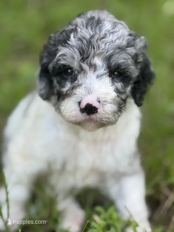 Sapphire. “ regular size” Blue Merle – Cockapoo puppy for sale in Sun City Center, FL