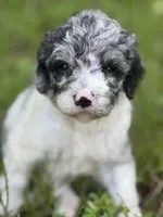 Sapphire. “ regular size” Blue Merle, a female Cockapoo for sale in Ruskin, FL – 1 of 10