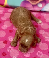Dolly, a female Cockapoo for sale in Ruskin, FL – 2 of 4