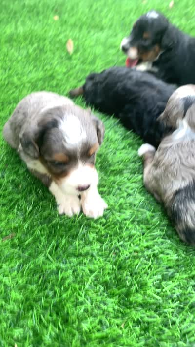 Indigo , a female Miniature Aussiedoodle for sale in Tampa, FL – 2 of 9