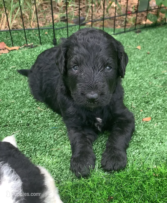 Medium size – Bernedoodle puppy for sale in Tampa, FL