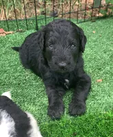 Medium size. Parents health tested., a male Bernedoodle for sale in Tampa, FL – 6 of 10