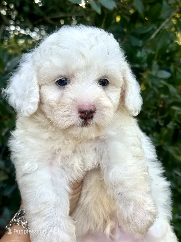 Leo tiny Chowdoodle – Chow Chow, Poodle - Toy  puppy for sale in Tampa, FL