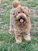 Chowdoodle, a  Chow Chow and Poodle - Miniature  for sale in Tampa, FL – 3 of 10