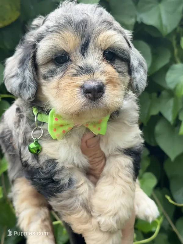 Ruby F1b – Miniature Aussiedoodle puppy for sale in Tampa, FL