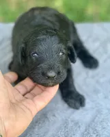 Medium size. Parents health tested., a male Bernedoodle for sale in Tampa, FL – 10 of 10
