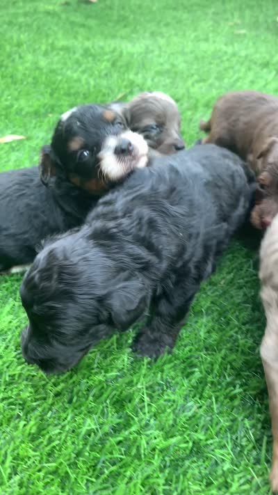 Onyx. Parents health tested, a male Miniature Aussiedoodle for sale in Tampa, FL – 3 of 8