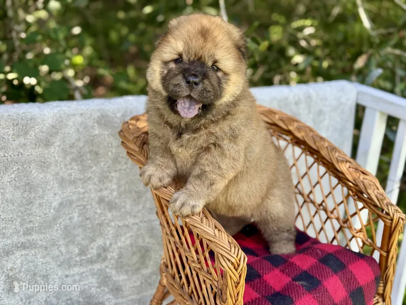 Kuma – Chow Chow puppy for sale in Ruskin, FL
