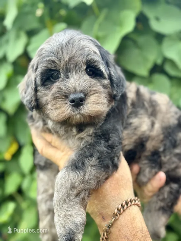 Camo  mini Chowdoodle from DoDo parents  – Chow Chow, Poodle - Miniature  puppy for sale in Tampa, FL