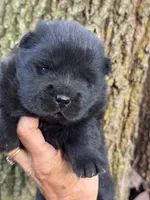 Bao, a male Chow Chow for sale in Ruskin, FL – 5 of 8