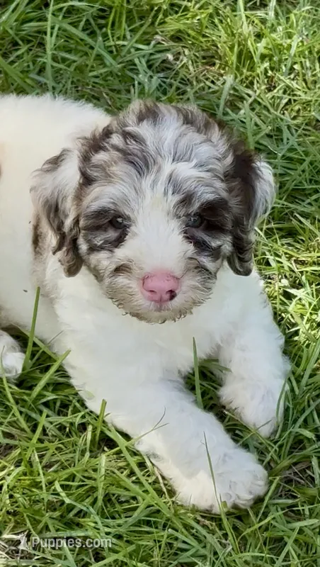 Truffle. “ regular size” chocolate Merle – Cockapoo puppy for sale in Ruskin, FL