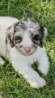 Truffle. chocolate Merle parti, a male Cockapoo for sale in Ruskin, FL – 1 of 10