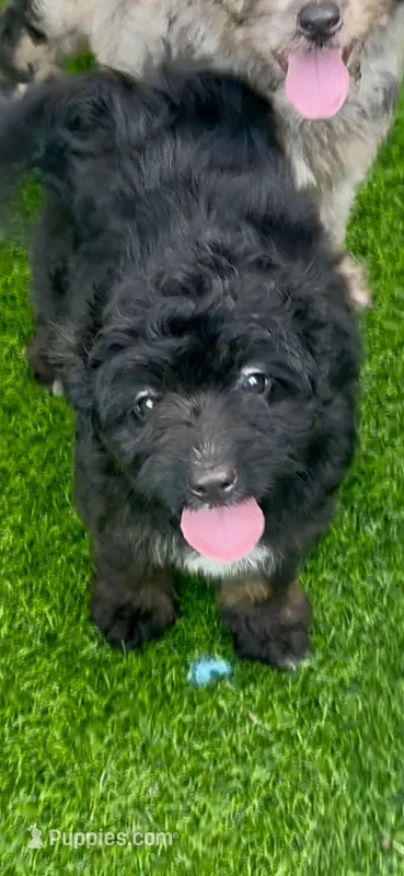 Bear – Miniature Aussiedoodle puppy for sale in Tampa, FL