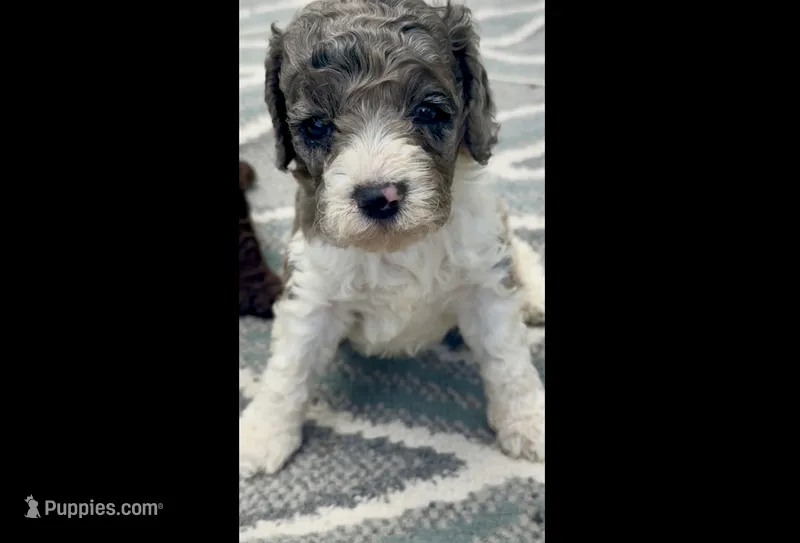 Tania – Cockapoo puppy for sale in Ruskin, FL