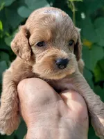 Pink F1, a female Cockapoo for sale in Sun City Center, FL – 2 of 10