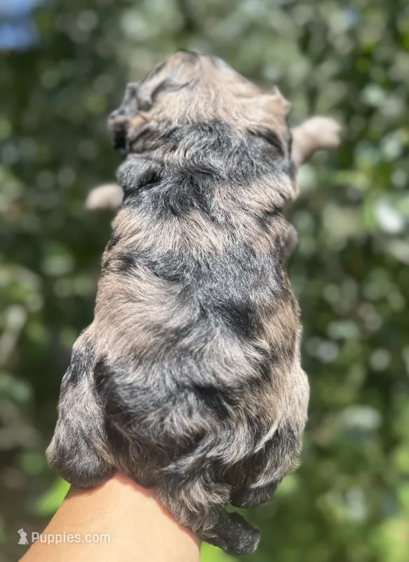 Camo  mini Chowdoodle from DoDo parents  – Chow Chow, Poodle - Miniature  puppy for sale in Tampa, FL