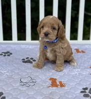 Blue, a male Cockapoo for sale in Sun City Center, FL – 3 of 8