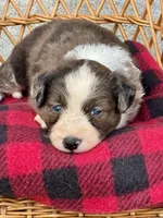 Dolly. Blue eyes, a female Miniature Aussiedoodle for sale in Ruskin, FL – 3 of 10