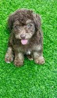 Teddy the Chowdoodle, a male Chow Chow and Poodle - Toy  for sale in Tampa, FL – 4 of 10