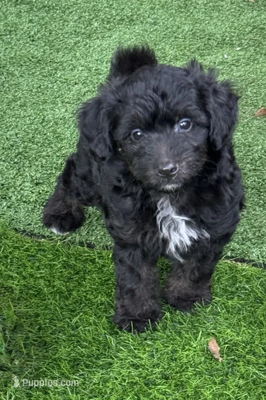 Onyx. Parents health tested – Miniature Aussiedoodle puppy for sale in Tampa, FL