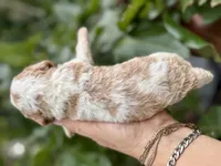 Patsy, a female Cockapoo for sale in Ruskin, FL – 6 of 7